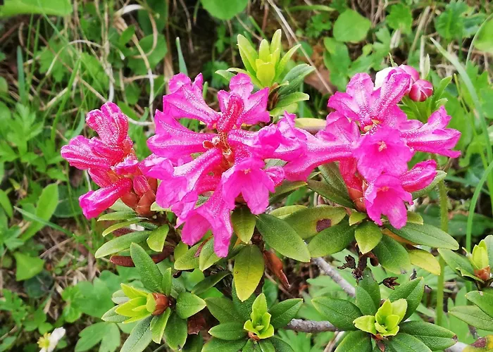 Kari's Schueuer By Interhome Lejlighed